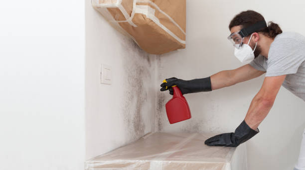 Professional Mold Removal technician working in Payneville, KY